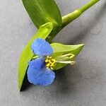 Commelina communis Floare