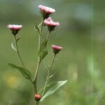 Erigeron schleicheri Blad