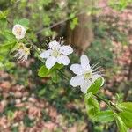 Prunus × cerea Ehrh.Flor