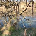 Alnus serrulata Fruto