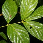 Paullinia pinnata Leaf