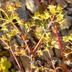 Alchemilla glabra Kwiat