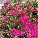 Dianthus barbatus Habit