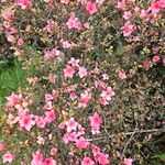 Rhododendron roseum फूल