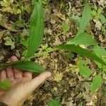 Veratrum lobelianum पत्ता