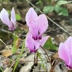 Cyclamen hederifoliumFlor