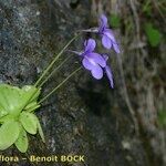 Pinguicula longifolia Hábito