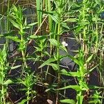 Gratiola officinalis Habit