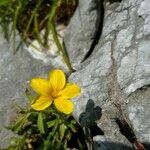 Linum flavum Flower