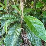 Solanum sooretamum Leaf
