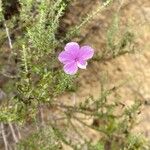 Phlox caespitosa Flor