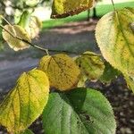 Tilia × euchlora Folla