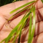 Salix exigua Blatt