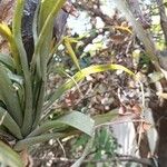 Tillandsia utriculata Цветок