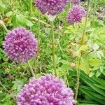 Allium rotundumЦвят