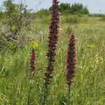 Pontechium maculatum Habit