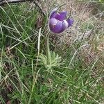 Pulsatilla montana Bloem