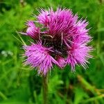 Cirsium rivulare Blomma