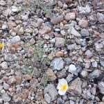 Helianthemum almeriense Flower