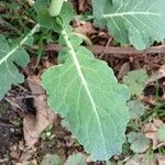 Brassica napus Φύλλο