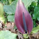 Arum palaestinum Leaf