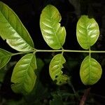 Cipadessa baccifera Folha