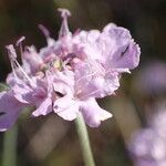 Scabiosa triandra Flower
