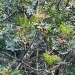 Harpephyllum caffrum Fruit