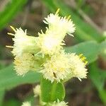 Baccharis trimera Цветок