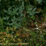 Eragrostis pilosa Cvet