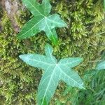 Hedera helixBlad