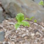 Stachyurus retusus Hoja