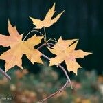 Acer truncatum Leaf