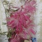 Calliandra brevipes Flor