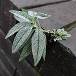 Buddleja globosa Агульны выгляд