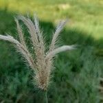 Chloris barbata Fruit