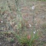 Asphodelus fistulosus 形態