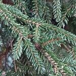 Picea orientalis Levél