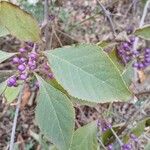 Callicarpa bodinieri 葉