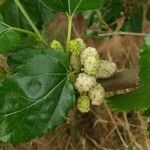 Morus alba Fruto