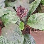 Tacca chantrieriBlatt