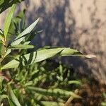 Baccharis salicifolia Blatt