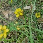 Hippocrepis scorpioides Çiçek