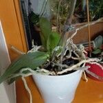 Phalaenopsis × singuliflora Blad