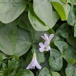 Oxalis dichondrifolia Flower