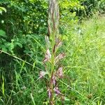 Himantoglossum adriaticum Flower