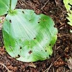 Platanthera orbiculata 葉