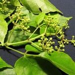 Cissus microcarpa Anders