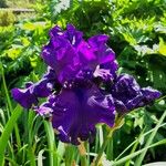 Iris × germanica Floro