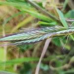 Bromus lanceolatus Çiçek